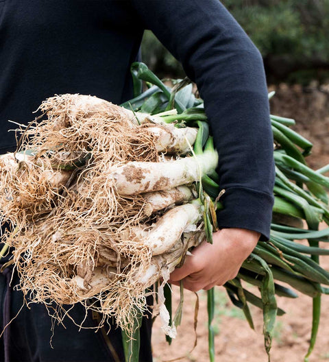 Calçots - katalanische Frühlingszwiebeln (25 Stück pro Bündel)