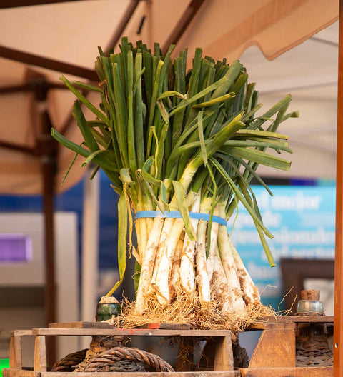 Calçots - katalanische Frühlingszwiebeln (25 Stück pro Bündel)