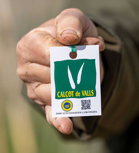 Calçots - katalanische Frühlingszwiebeln (25 Stück pro Bündel)