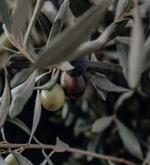 Calugi Essenziale Trüffelöl Box Limited Edition (Rarität)