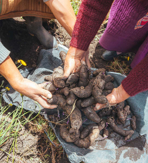 Tiyapuy Peruanische Kartoffelchips